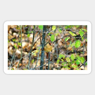 Female Northern Cardinal In The Bushes Sticker